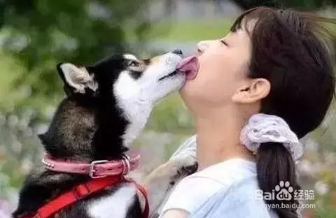 教狗狗握手它一直舔你手怎么办,狗狗喜欢舔人怎么纠正