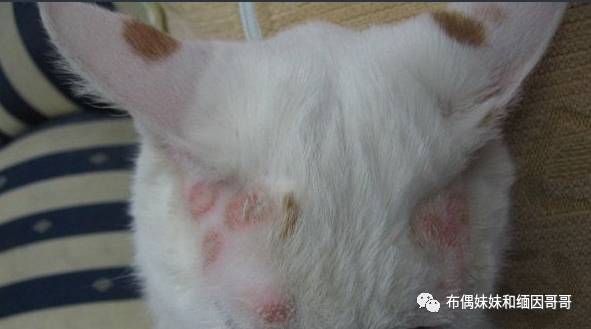 猫癣真的可怕吗,猫癣真的那么可怕吗