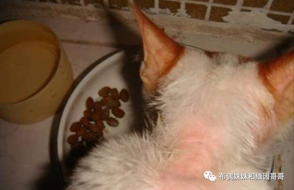 猫癣真的可怕吗,猫癣真的那么可怕吗