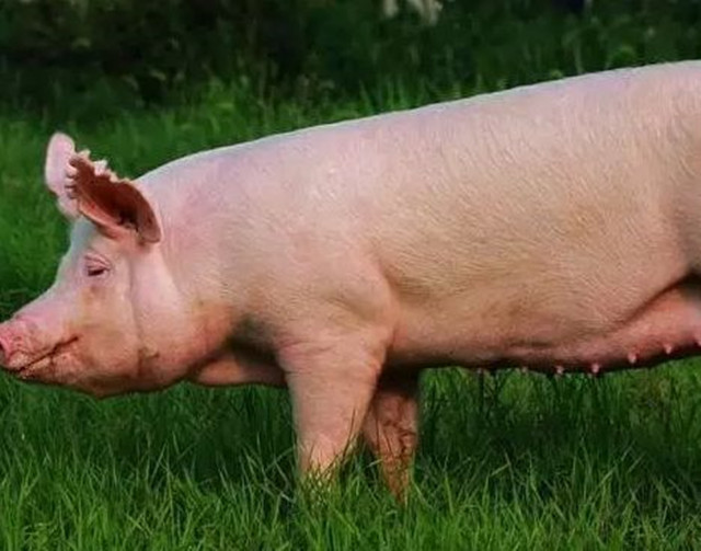 养猪技术猪发热怎么办,养猪遇热应激反应该怎么处理