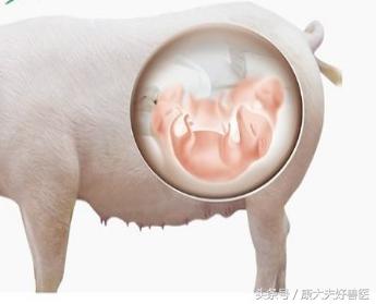 反常有解：母猪生的第一头和中间一头小猪为啥小？