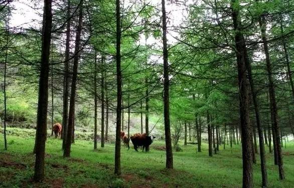 推荐秦岭避暑好去处,秦岭中的避暑胜地