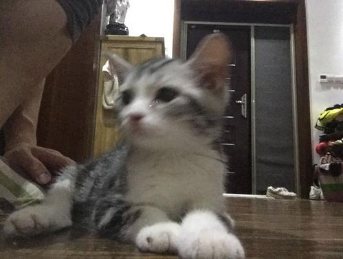 小猫从五楼掉下来抢救现场,猫摔死内出血能救吗