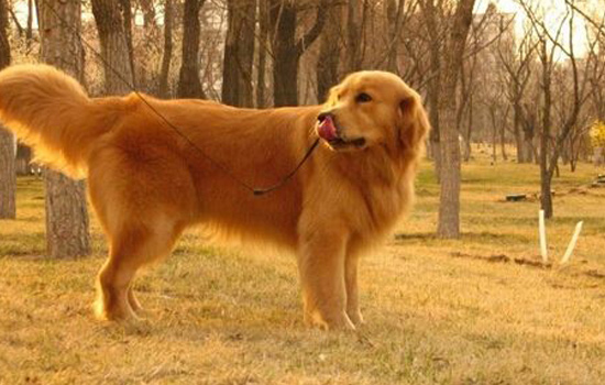 金毛最营养的犬粮配方,如何自制金毛幼犬粮