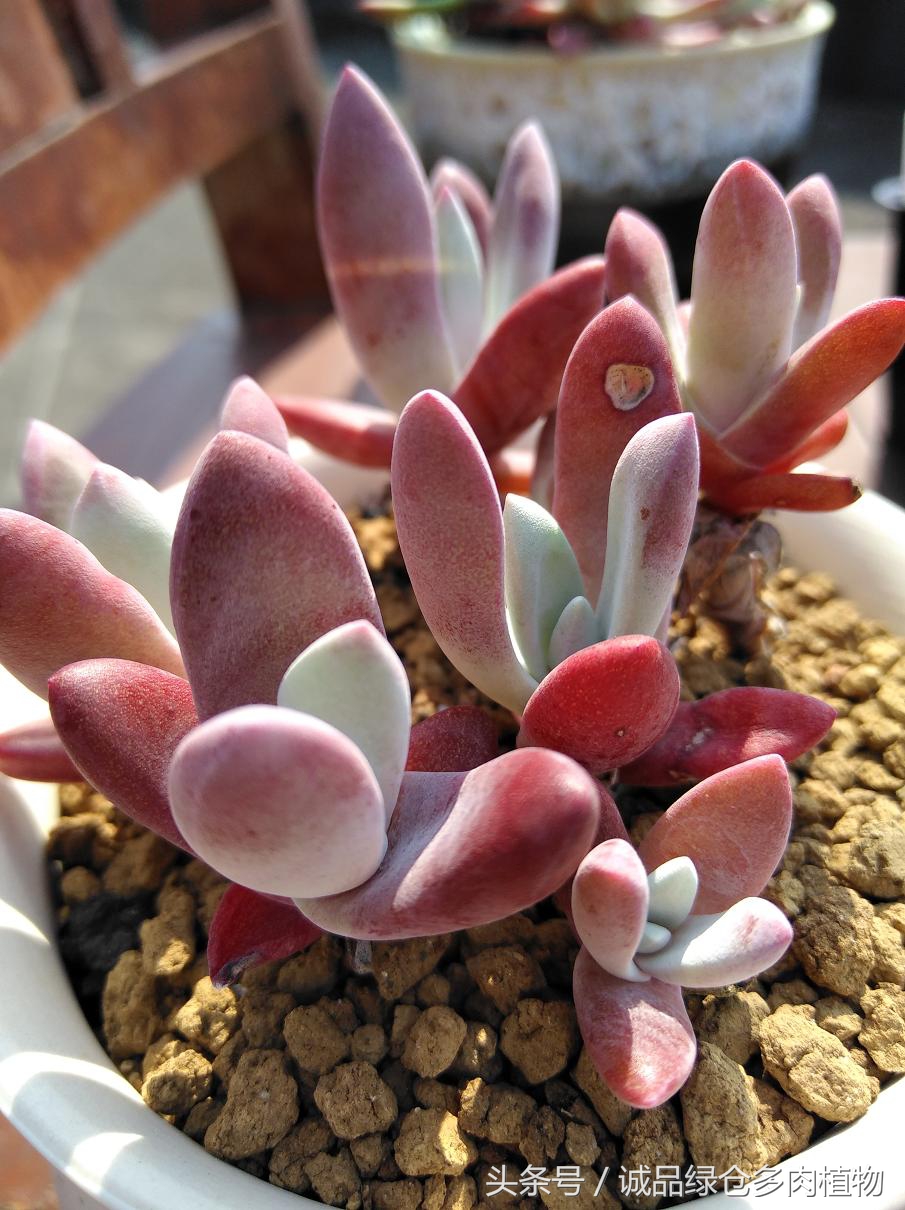 历害了，难道是假包邮区？还在露养呢