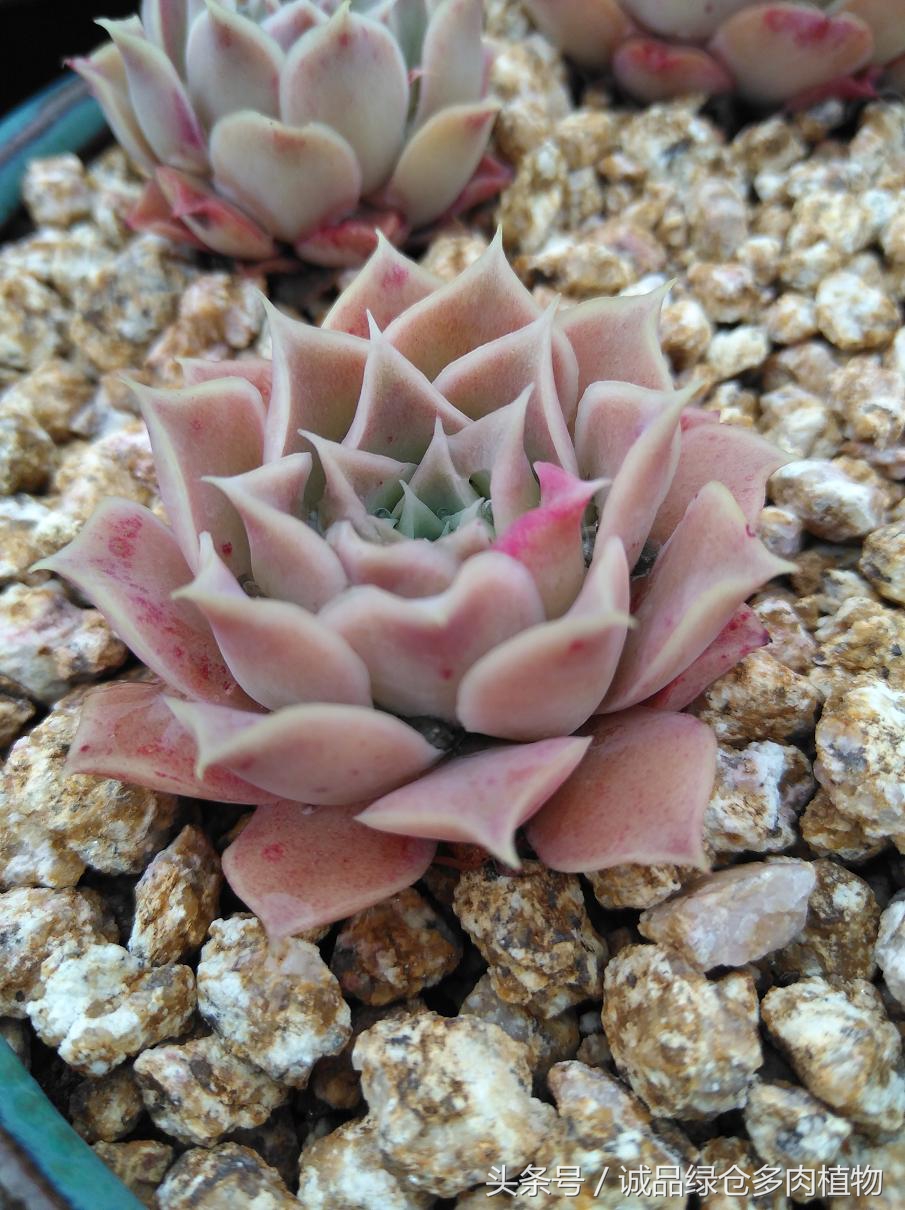 历害了，难道是假包邮区？还在露养呢