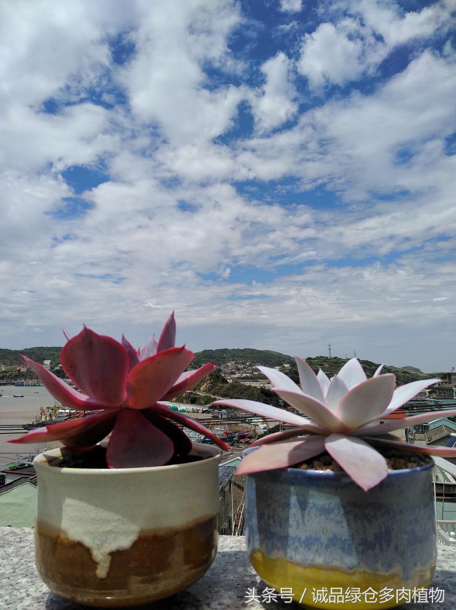 历害了，难道是假包邮区？还在露养呢