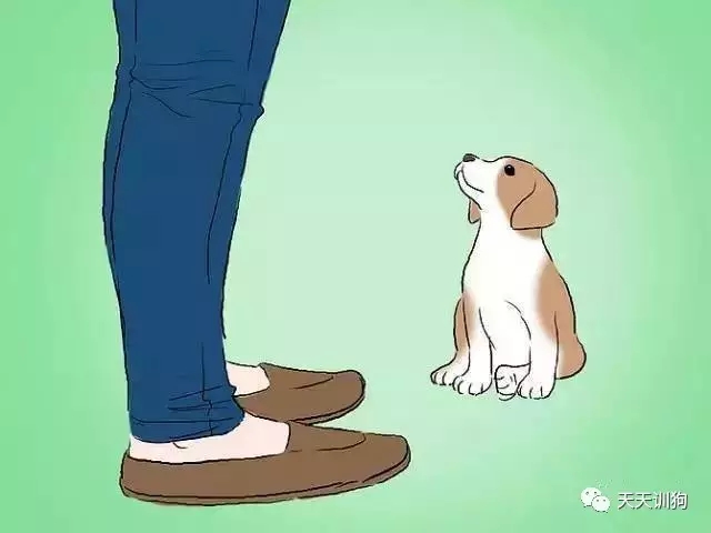 训练狗狗不让狗狗去咬人,怎样训练咬人的泰迪狗狗