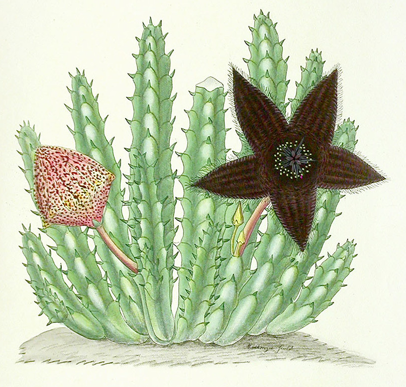 世界最著名花卉作品,西方美术史经典名画