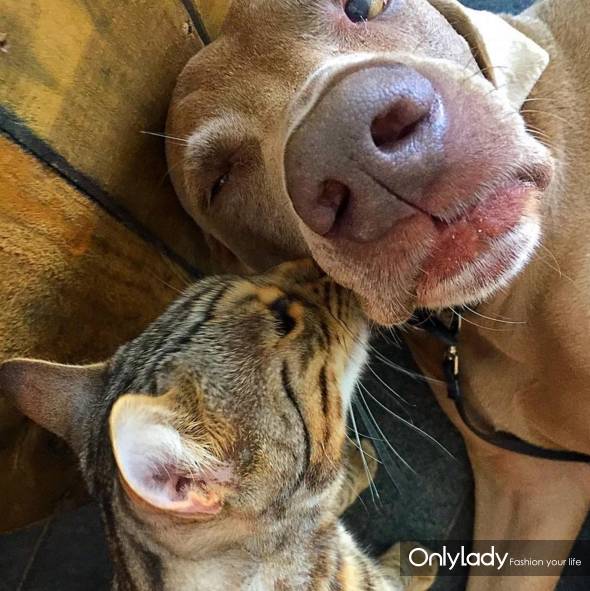 这个网红靠滑板征服全人类？咳咳是时候承认活得不如猫了