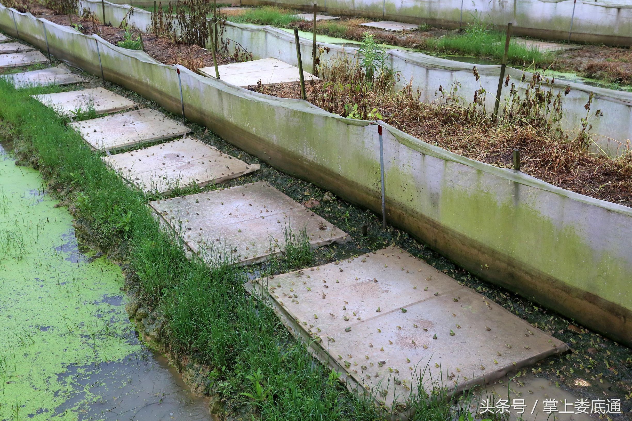 湖南郴州青蛙养殖,湖南青腾青蛙养殖