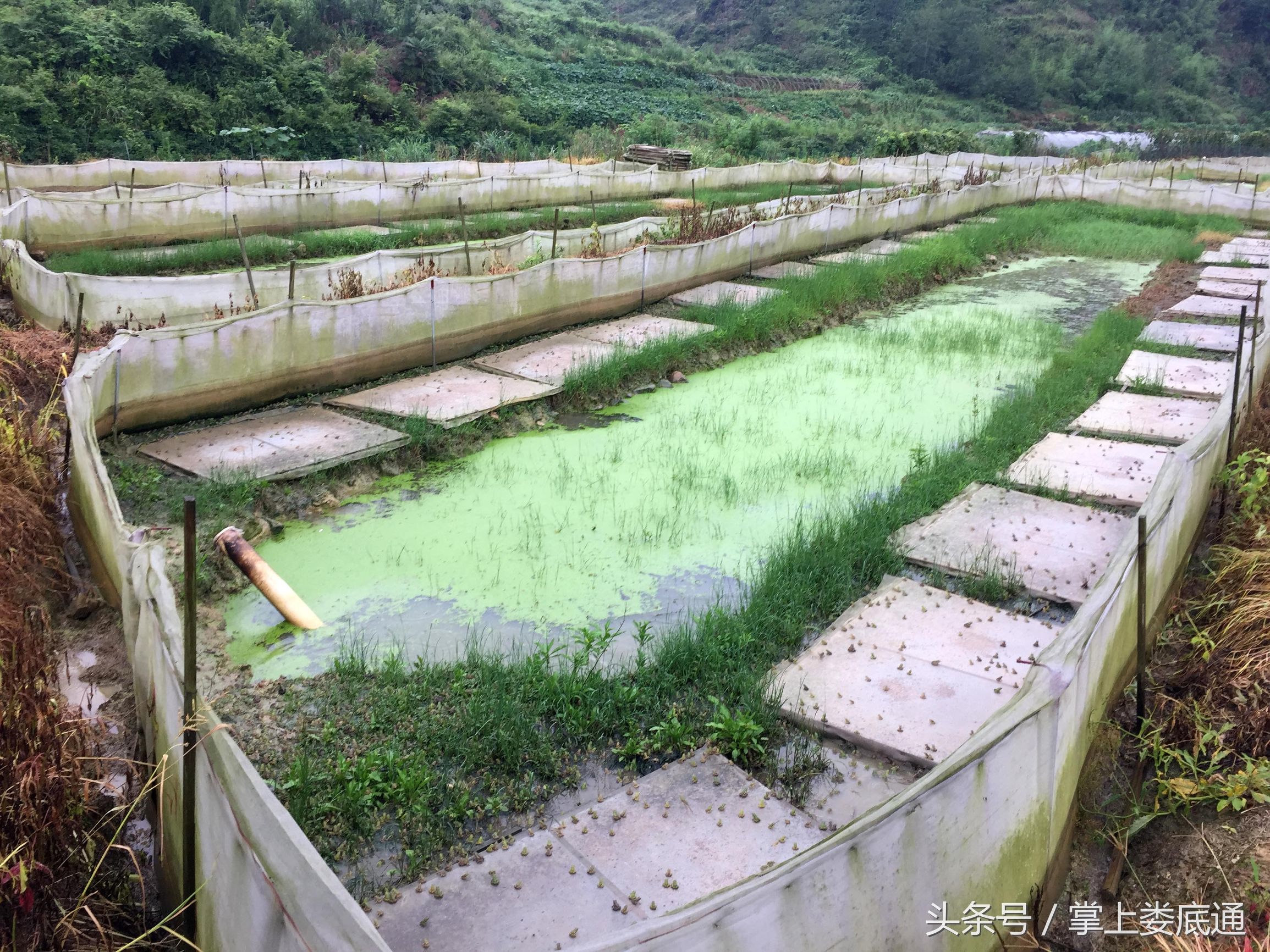 湖南郴州青蛙养殖,湖南青腾青蛙养殖