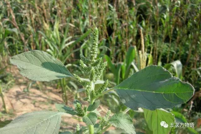 苋菜又叫什么菜长寿菜,灰菜和藜菜