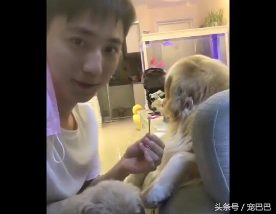 狗狗主人拿针扎狗狗后续,主人用针扎金毛