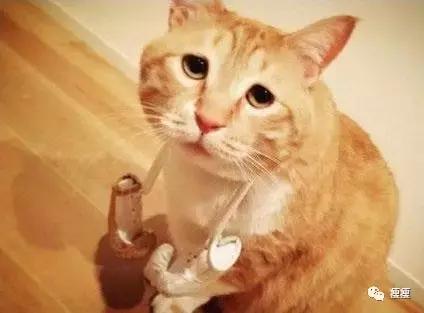 减肥期间想吃肉怎么办啊,减肥期想吃肉了怎么办