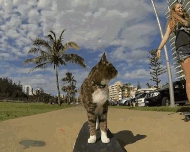 这个网红靠滑板征服全人类？咳咳是时候承认活得不如猫了