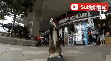 这个网红靠滑板征服全人类？咳咳是时候承认活得不如猫了