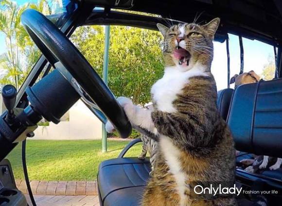 这个网红靠滑板征服全人类？咳咳是时候承认活得不如猫了