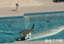 这个网红靠滑板征服全人类？咳咳是时候承认活得不如猫了