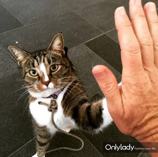 这个网红靠滑板征服全人类？咳咳是时候承认活得不如猫了