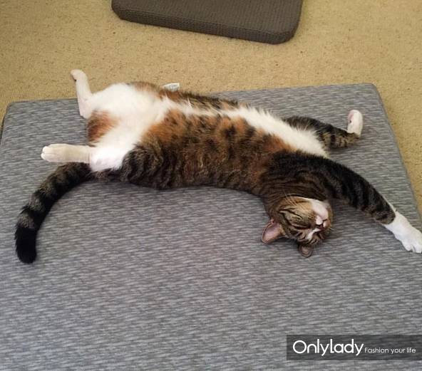 这个网红靠滑板征服全人类？咳咳是时候承认活得不如猫了