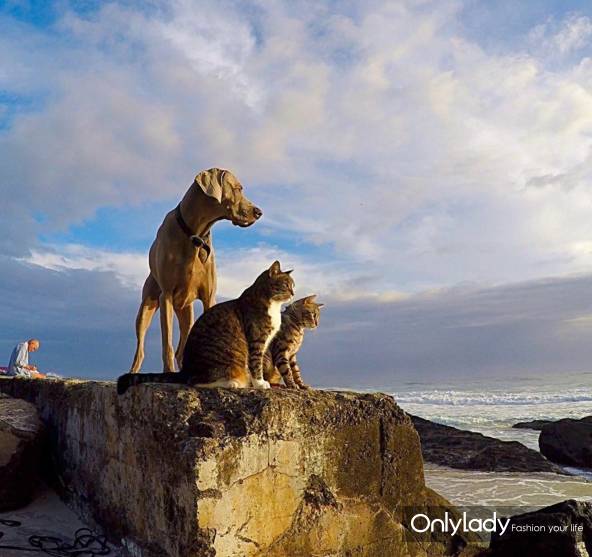 这个网红靠滑板征服全人类？咳咳是时候承认活得不如猫了