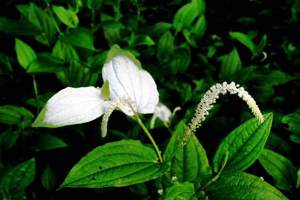 交感型颈椎病怎么缓解症状,颈椎病为什么躺下就能缓解