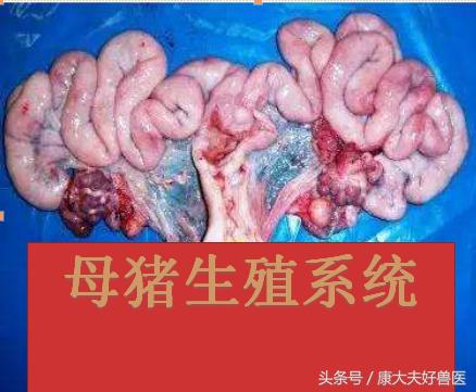 反常有解：母猪生的第一头和中间一头小猪为啥小？