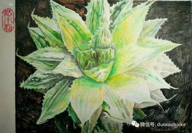 多肉手绘作品,寻找最美中国人绘画