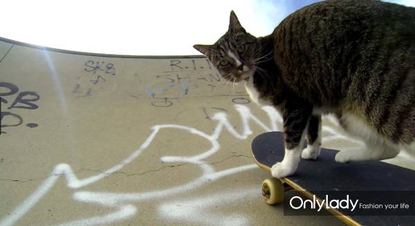 这个网红靠滑板征服全人类？咳咳是时候承认活得不如猫了