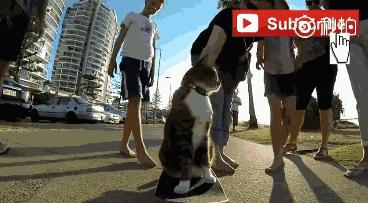 这个网红靠滑板征服全人类？咳咳是时候承认活得不如猫了