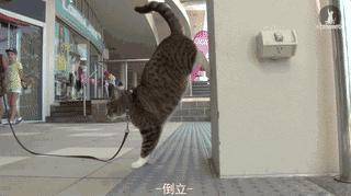 这个网红靠滑板征服全人类？咳咳是时候承认活得不如猫了