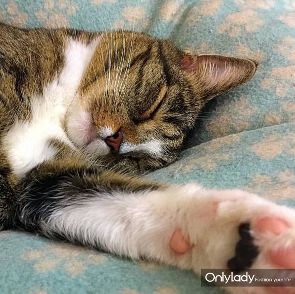 这个网红靠滑板征服全人类？咳咳是时候承认活得不如猫了