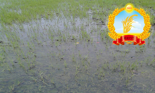 水稻青苔怎么消灭,如何防止稻田长绿苔病害