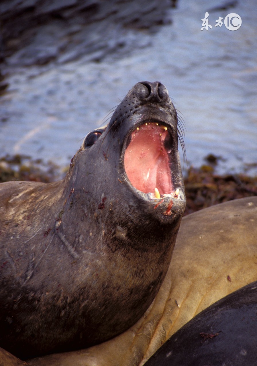 你不知道扎辫子的女生有多好看,你不知道扎马尾辫的女孩有多好看