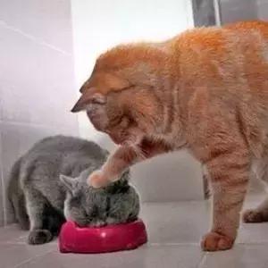 梅雨季猫癣症状,天气连续潮湿猫癣高发期