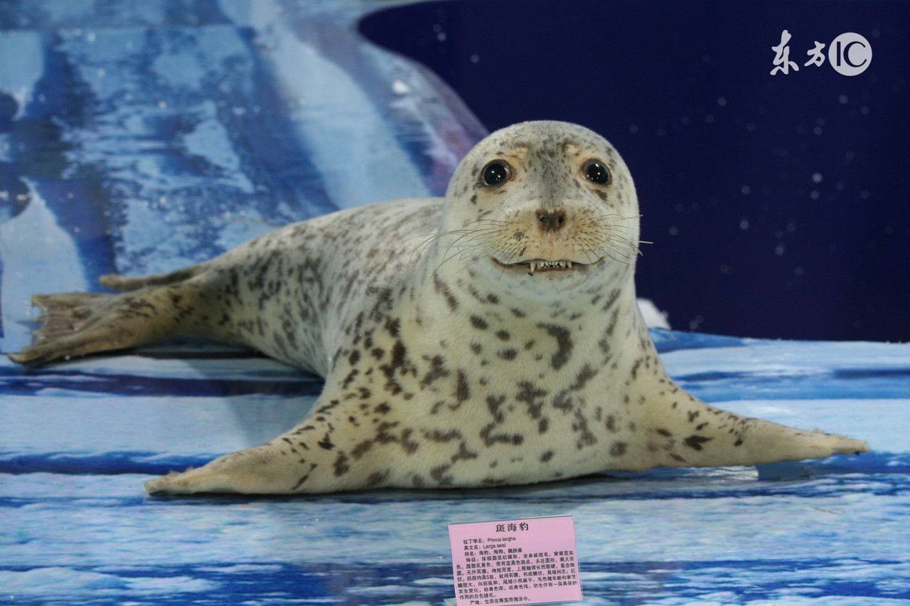 你不知道扎辫子的女生有多好看,你不知道扎马尾辫的女孩有多好看