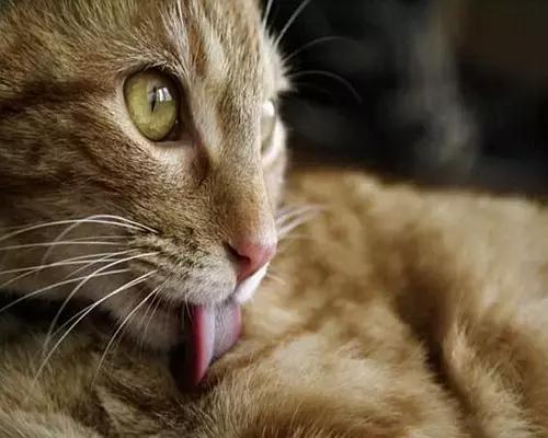 梅雨季猫癣症状,天气连续潮湿猫癣高发期