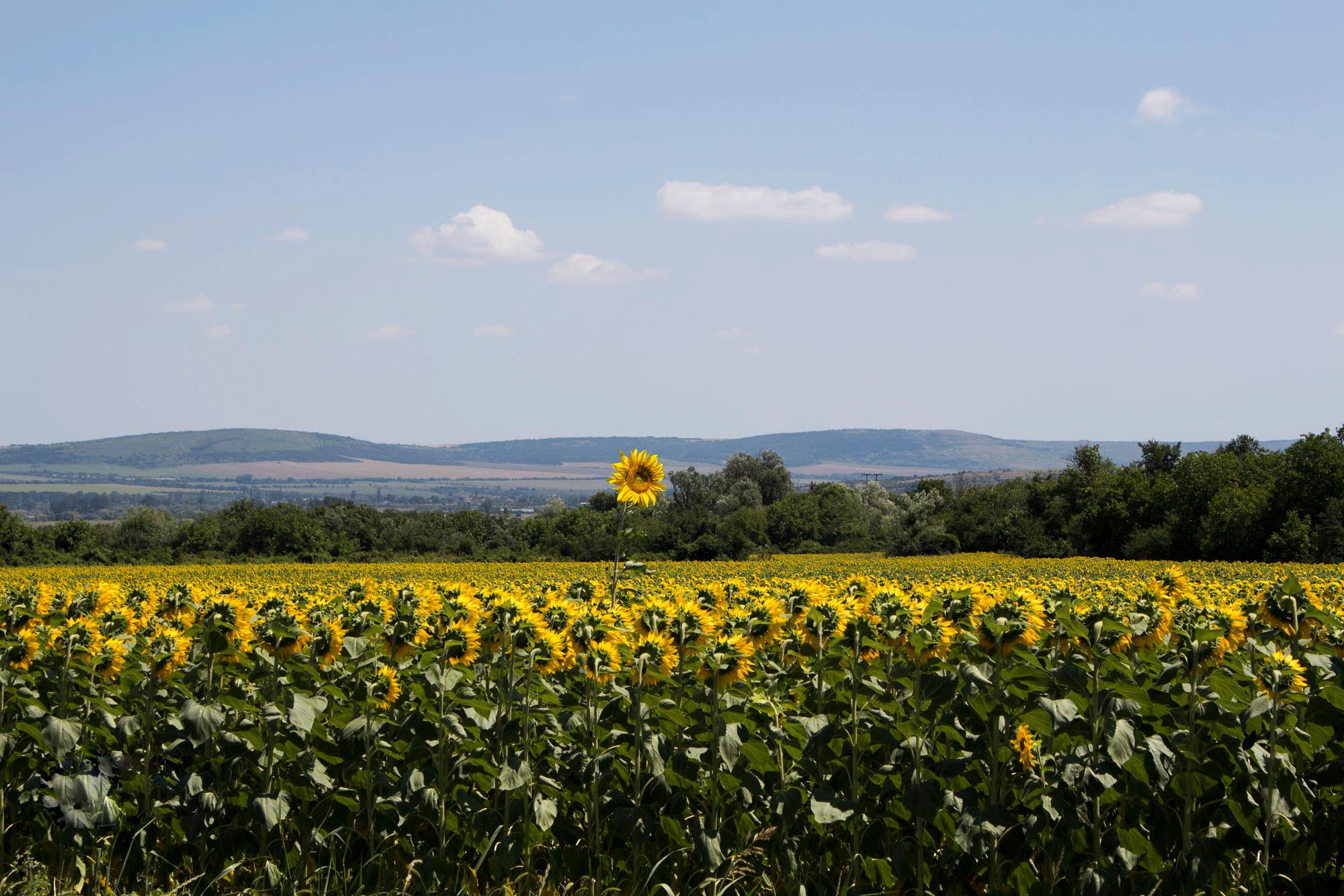 为什么小额*款贷**如此受欢迎？