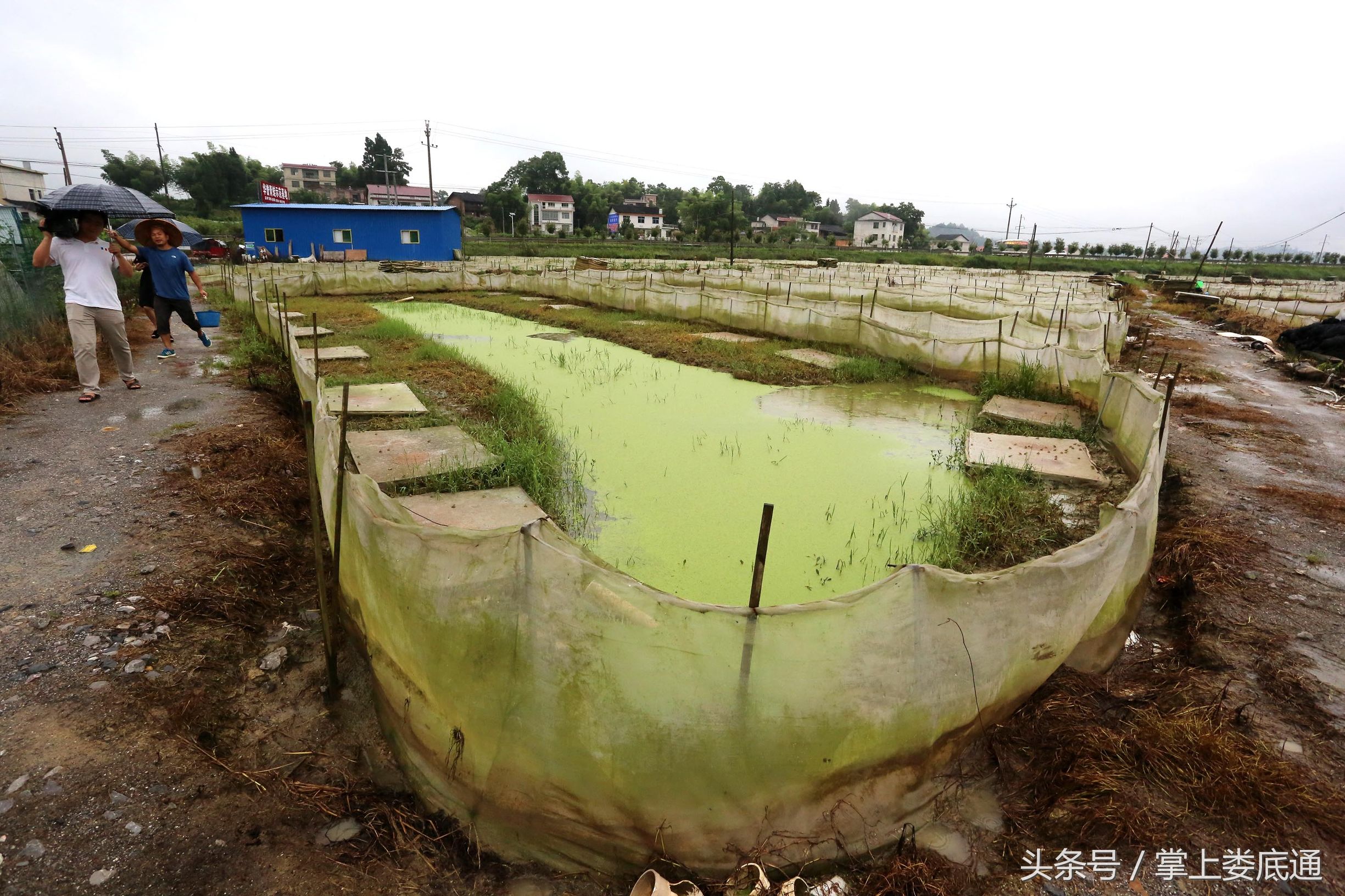 湖南郴州青蛙养殖,湖南青腾青蛙养殖