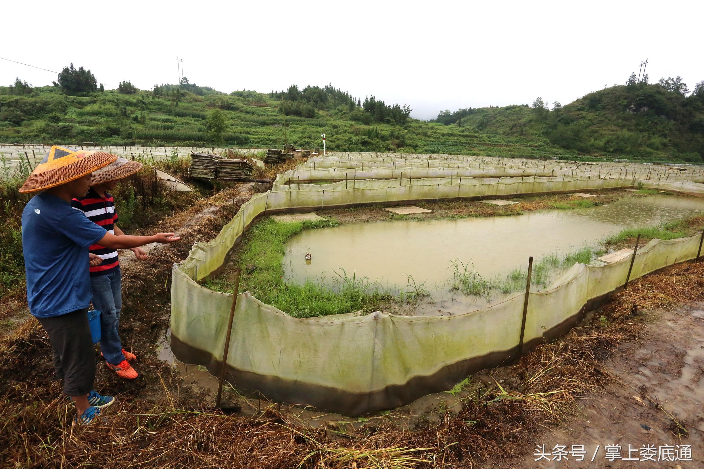 湖南郴州青蛙养殖,湖南青腾青蛙养殖
