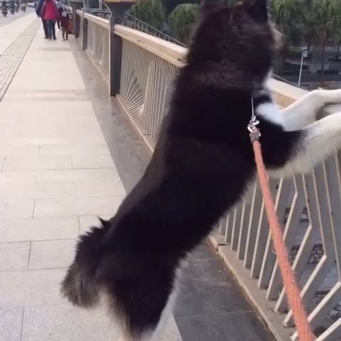 为什么我的阿拉斯加4个多月才16斤,我家的阿拉斯加叫唤还乱咬东西