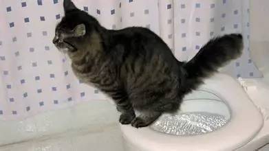 怎样训练猫咪定点大小便,4个月狗狗怎么训练定点排便