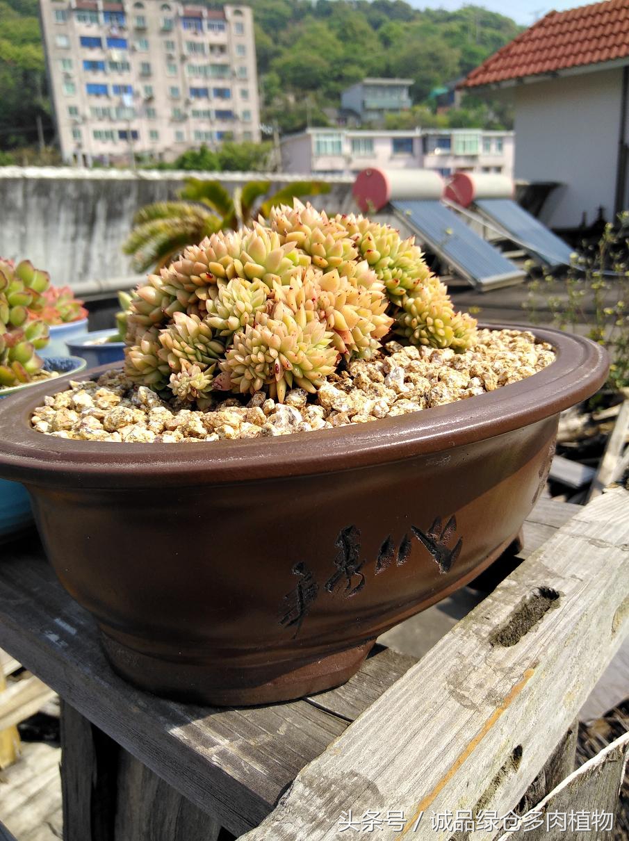 历害了，难道是假包邮区？还在露养呢