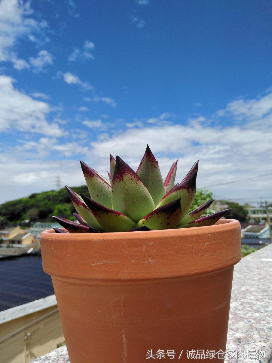 历害了，难道是假包邮区？还在露养呢