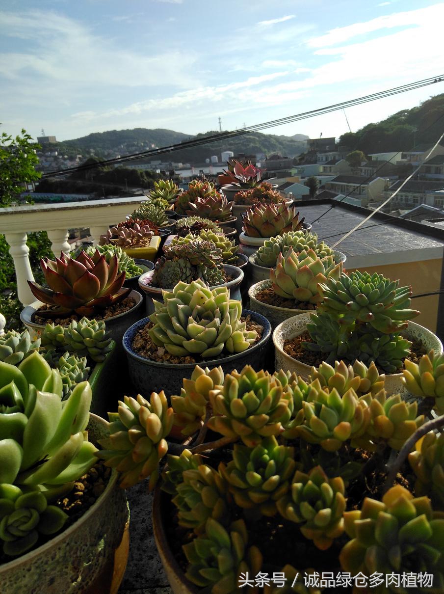 历害了，难道是假包邮区？还在露养呢