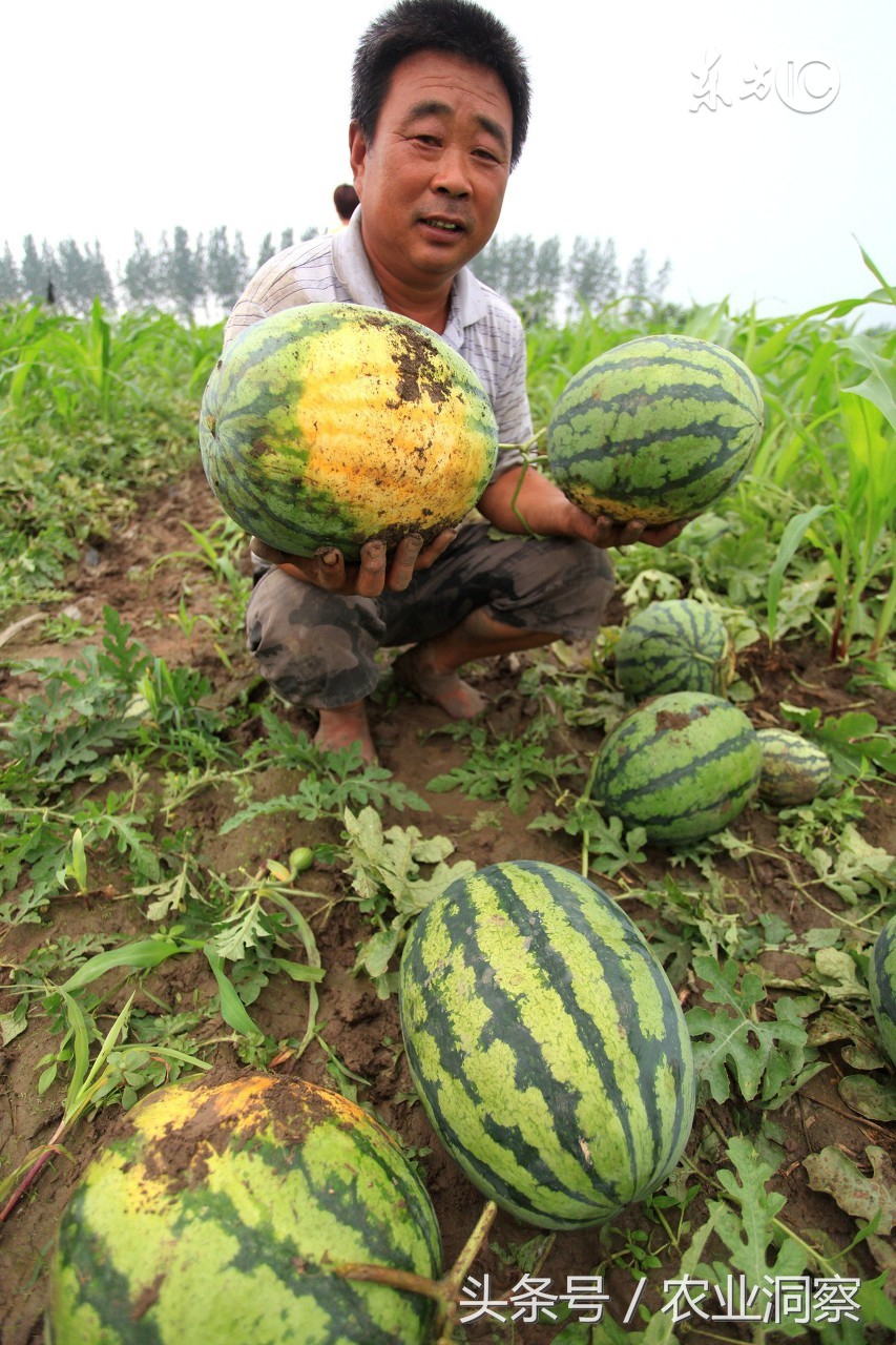 西瓜成熟期遇雨怎么办,暴雨期成熟西瓜的管理技巧