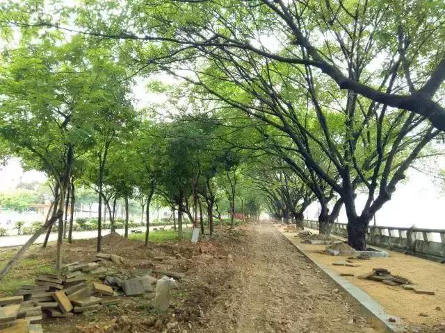 城事｜新公园要来了！打造市桥河“一河两岸”生态景观！为番禺街坊增添漫步、运动好去处！