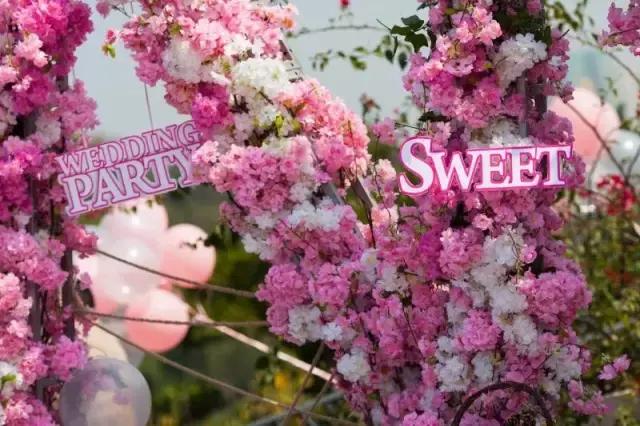 七星岩夏天的荷花图片,七星岩景区有荷花吗