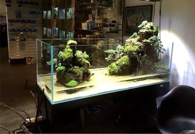 水陆缸造景雨林用的什么石头,普通鱼缸如何改造成雨林水陆缸